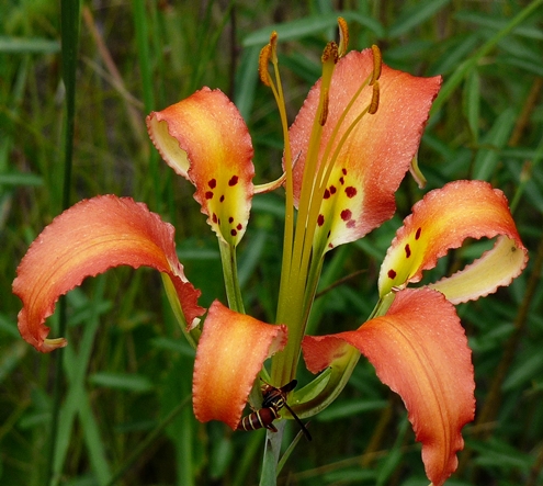{Lilium catesbaei}